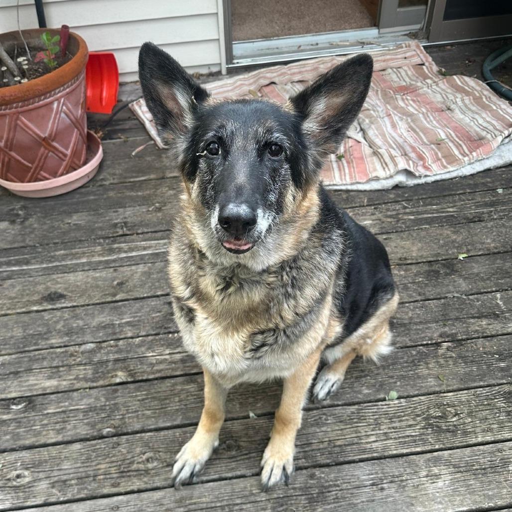 Greta, a Adoptable German Shepherd Dog in Saint Cloud, MN image 5/6