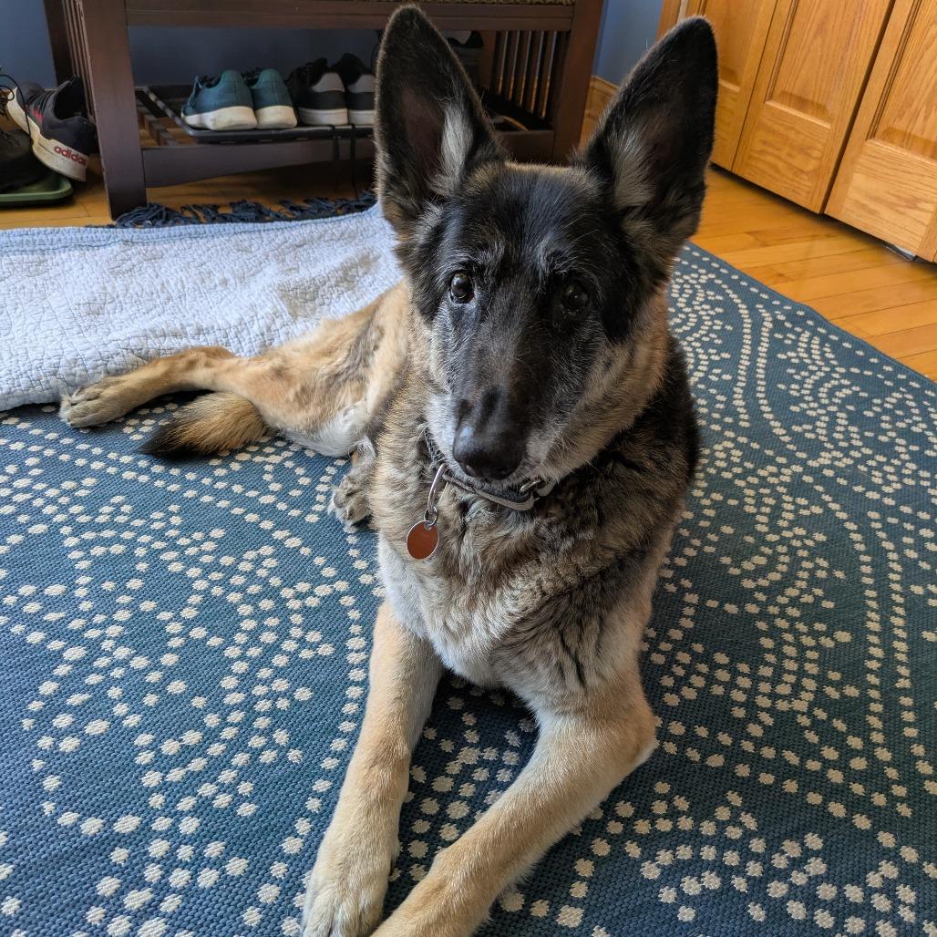 Greta, a Adoptable German Shepherd Dog in Saint Cloud, MN image 6/6