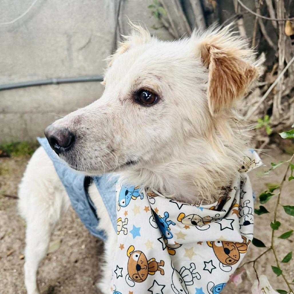 Panchito — thumbnail 2