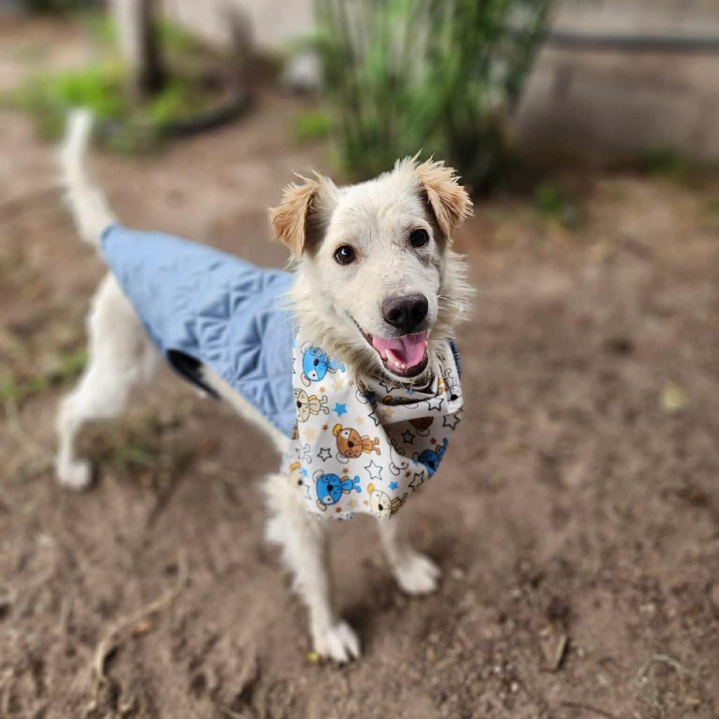 Panchito — thumbnail 3