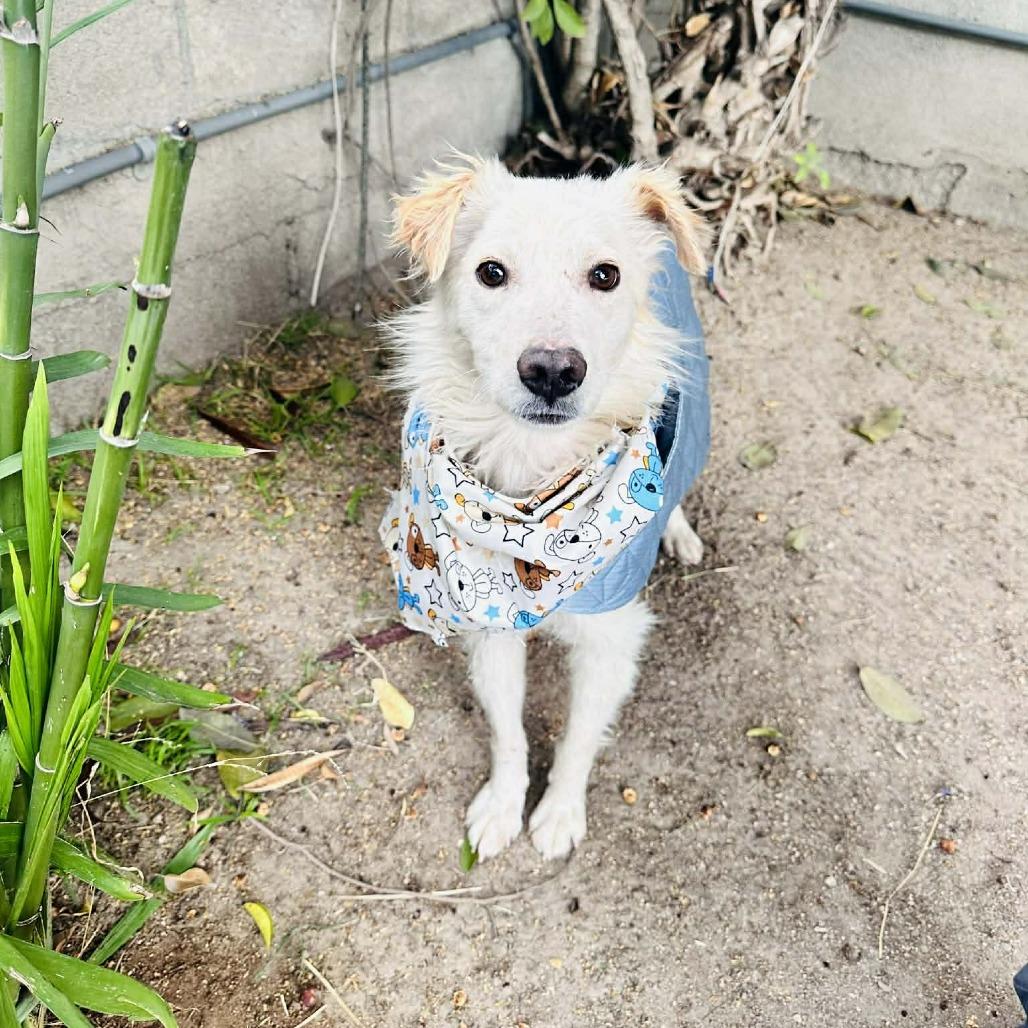 Panchito — thumbnail 4