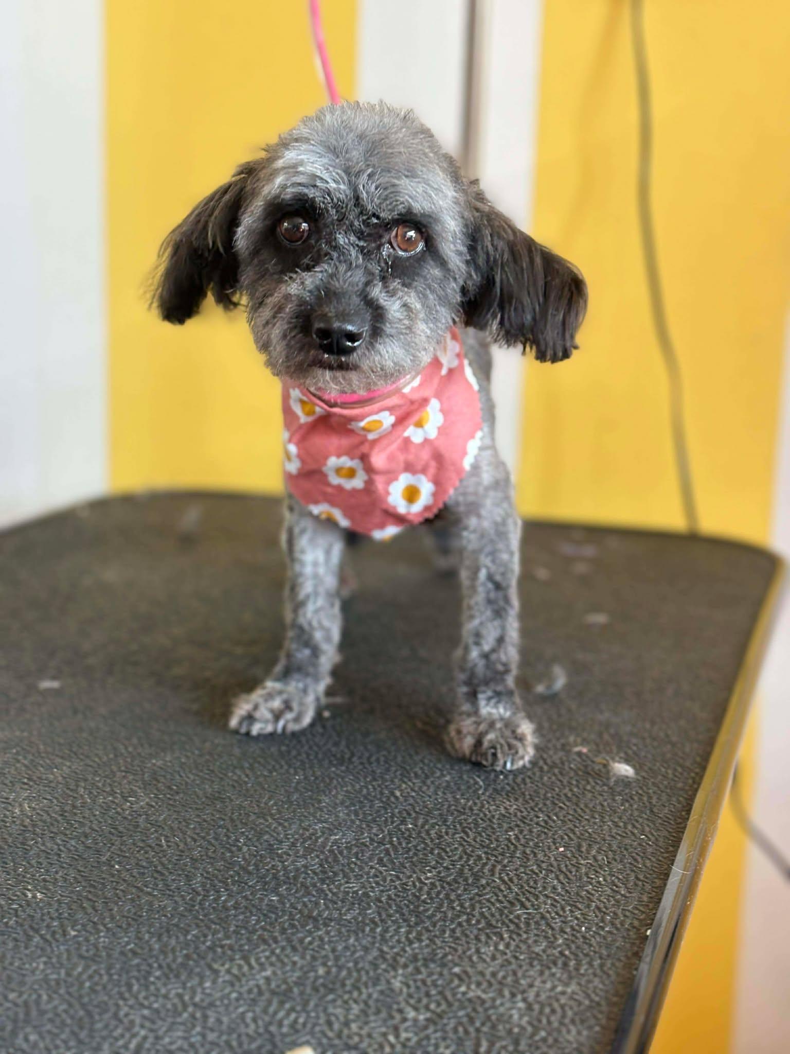 KC, a Adoptable Standard Poodle in Visalia, CA image 1/3