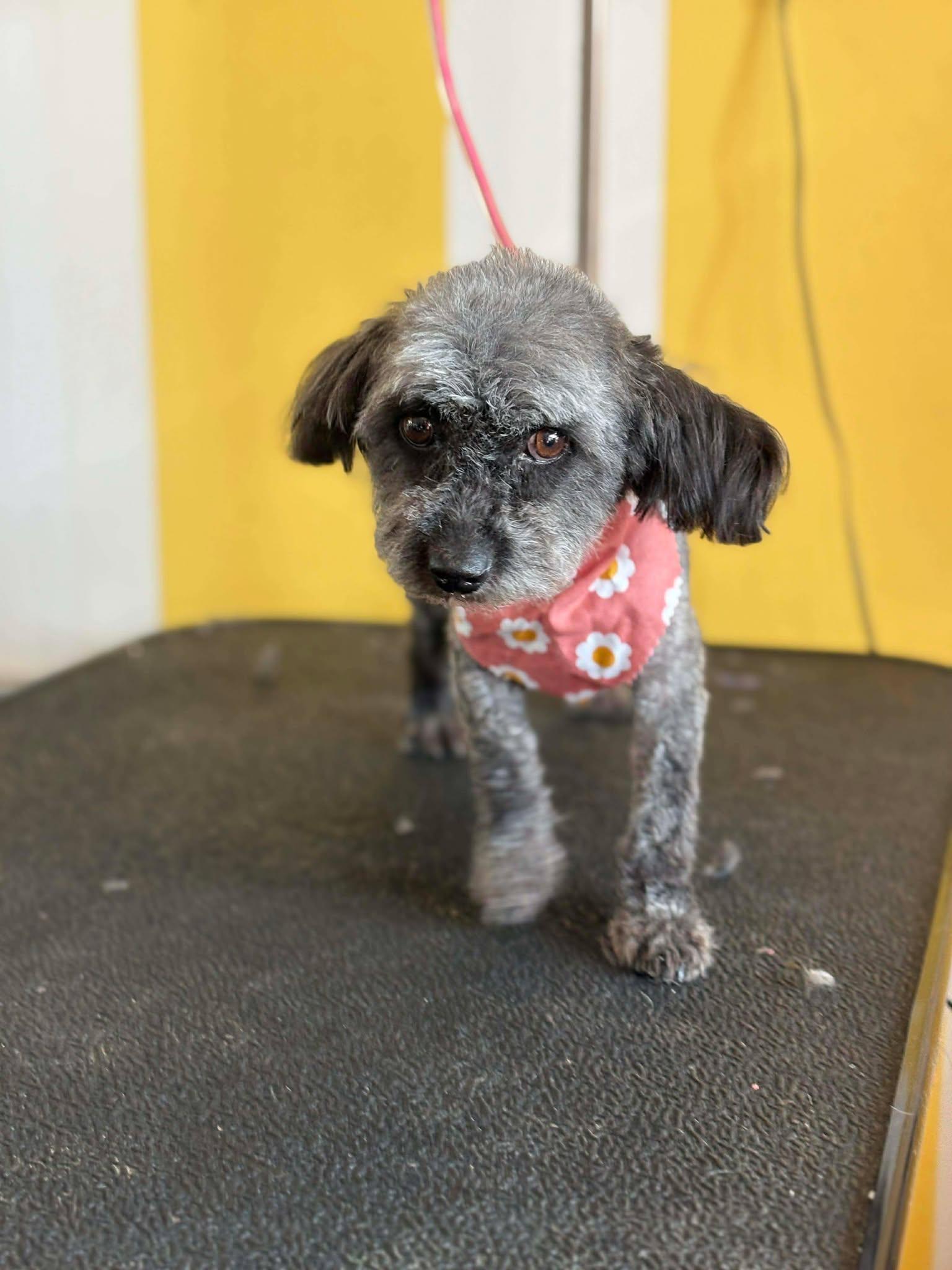 KC, a Adoptable Standard Poodle in Visalia, CA image 2/3