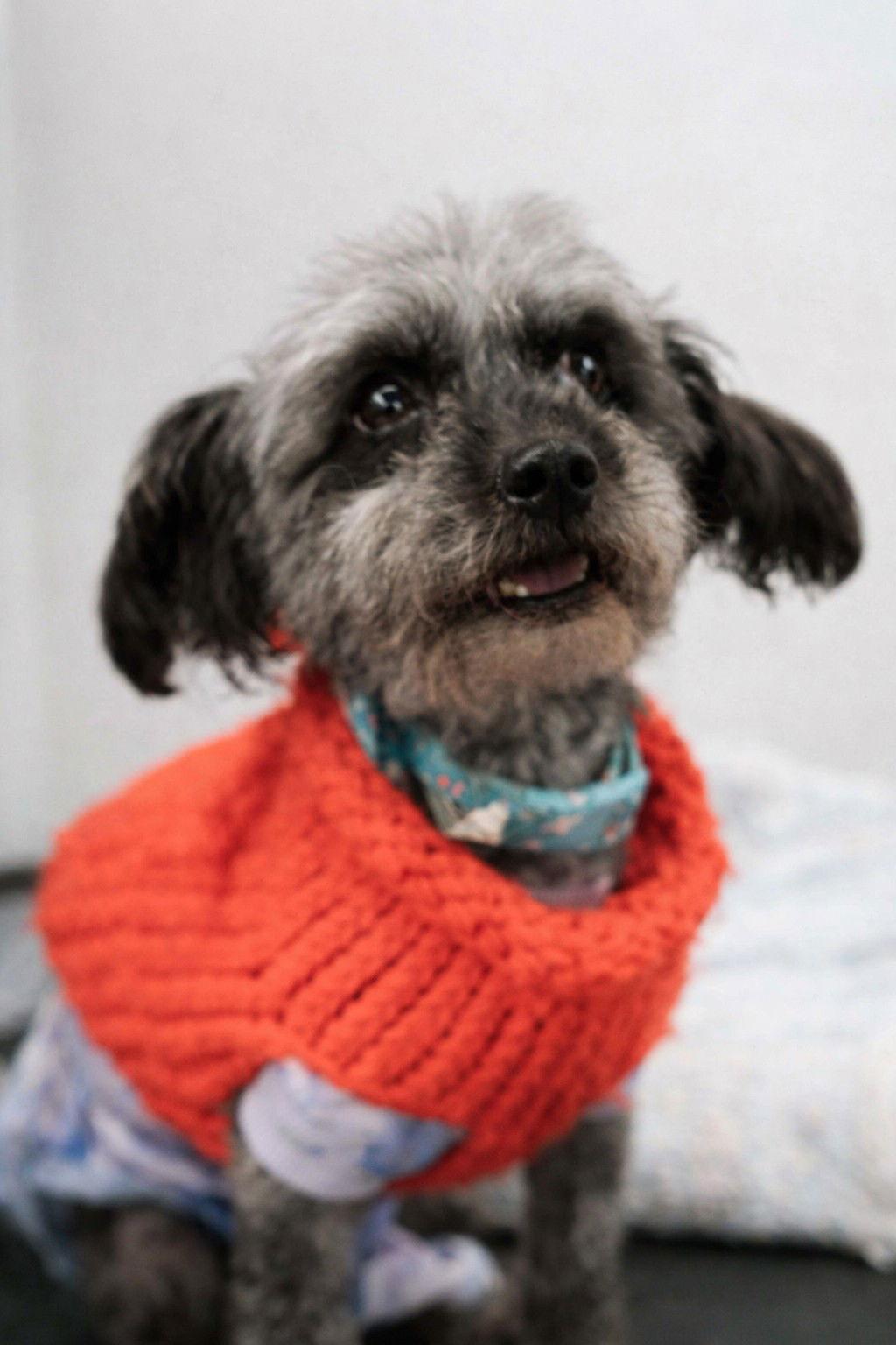 KC, a Adoptable Standard Poodle in Visalia, CA image 3/3