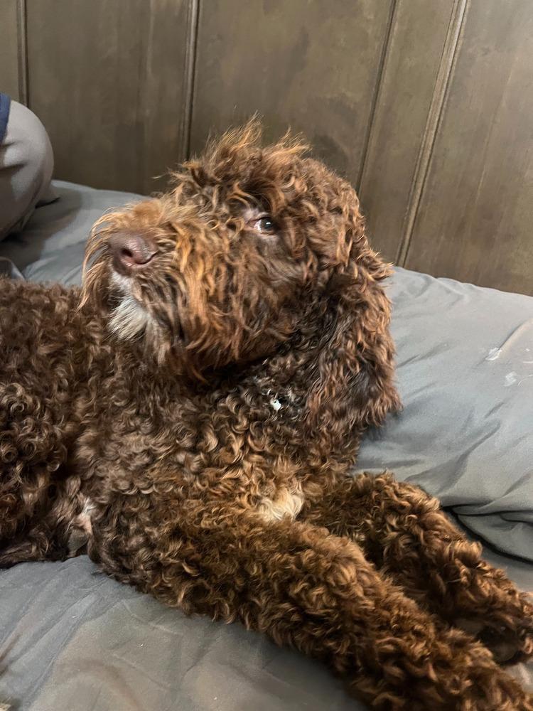 Enlarge Chai, a Adoptable Goldendoodle in Troy, VA image 1/5