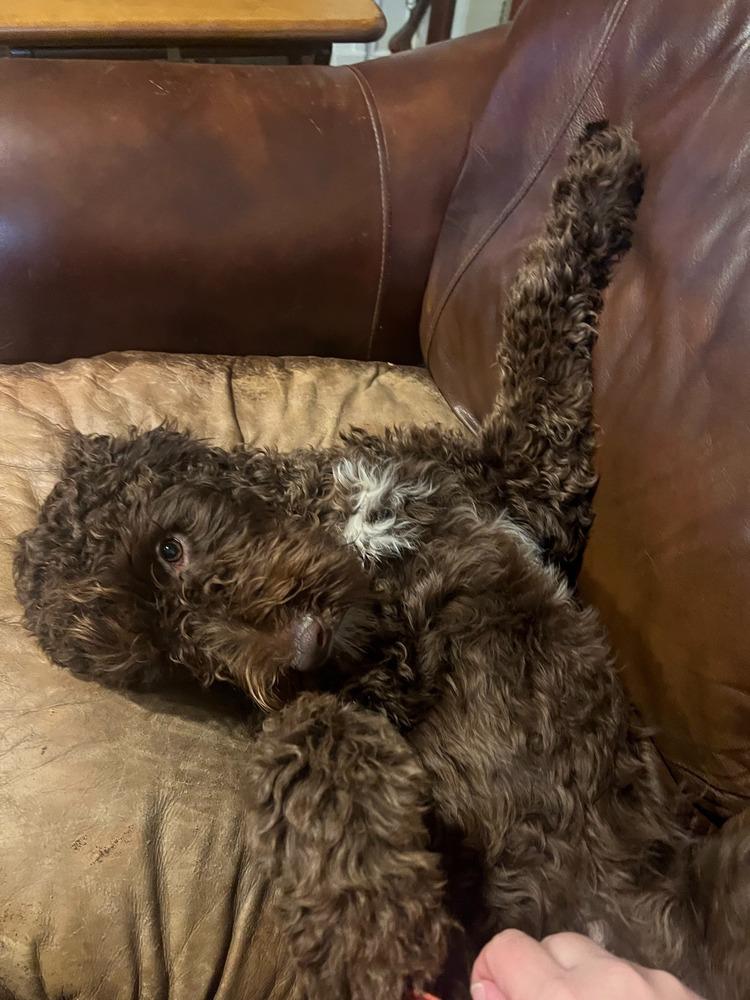 Enlarge Chai, a Adoptable Goldendoodle in Troy, VA image 2/5