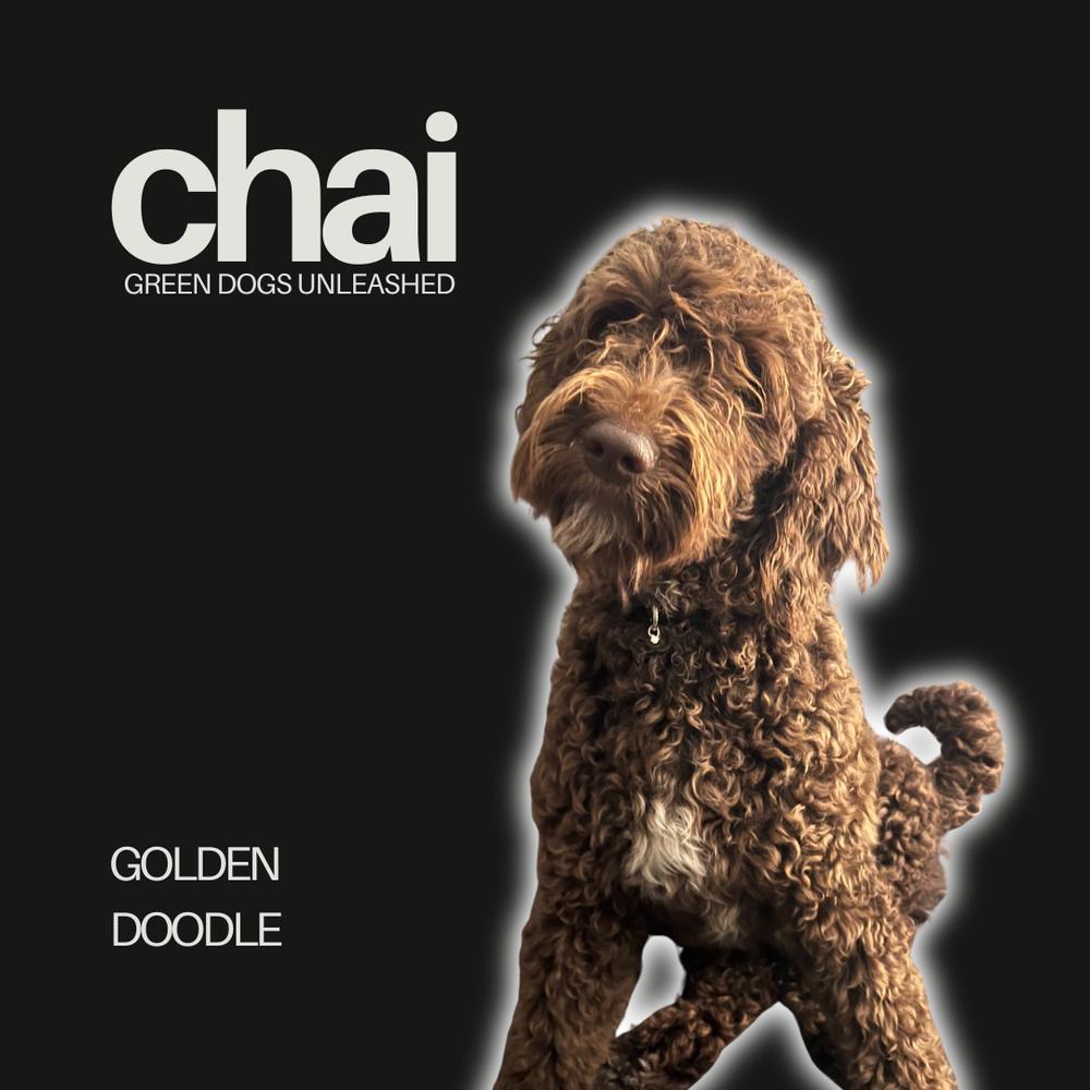 Enlarge Chai, a Adoptable Goldendoodle in Troy, VA image 3/5