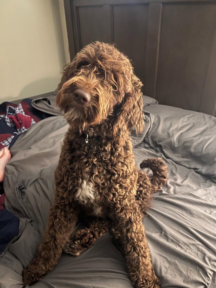 Enlarge Chai, a Adoptable Goldendoodle in Troy, VA image 4/5