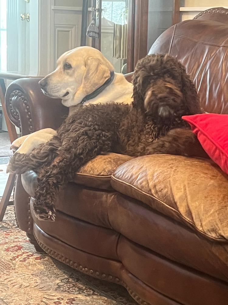 Enlarge Chai, a Adoptable Goldendoodle in Troy, VA image 5/5