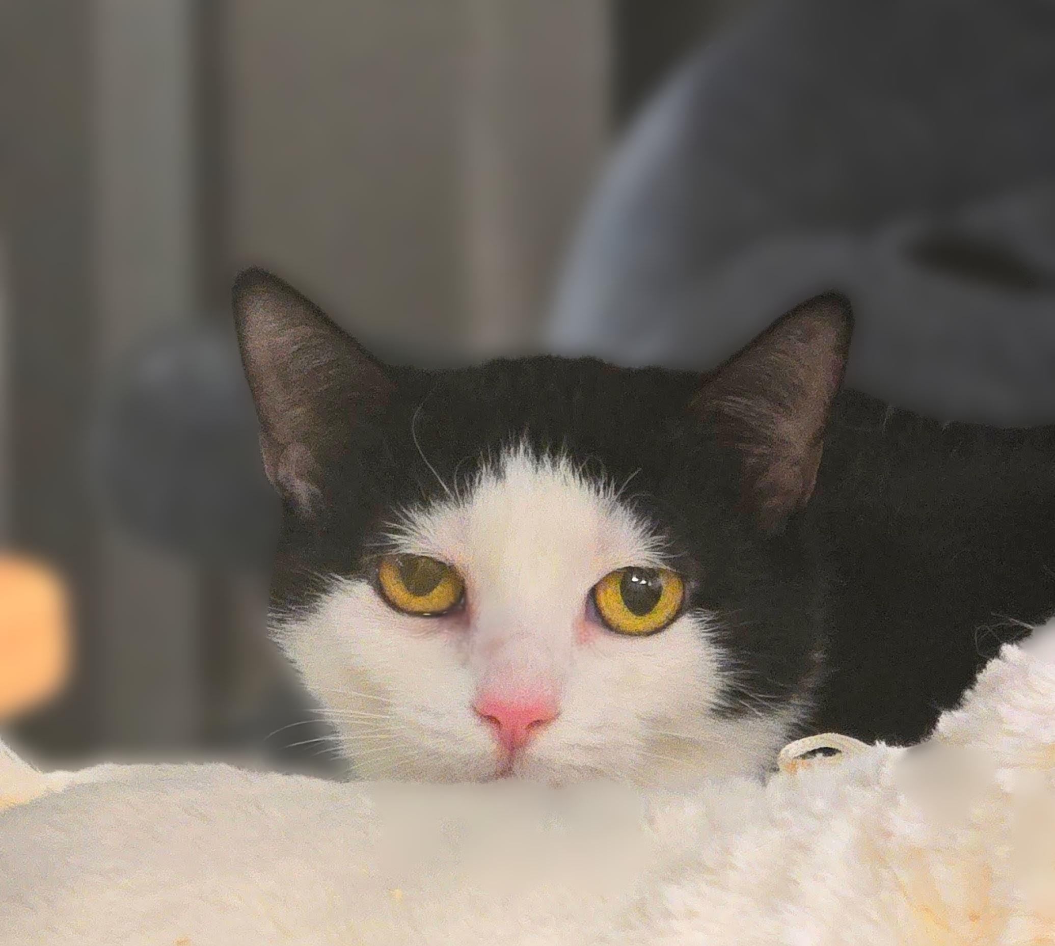 5-209 Gypsy — thumbnail 2