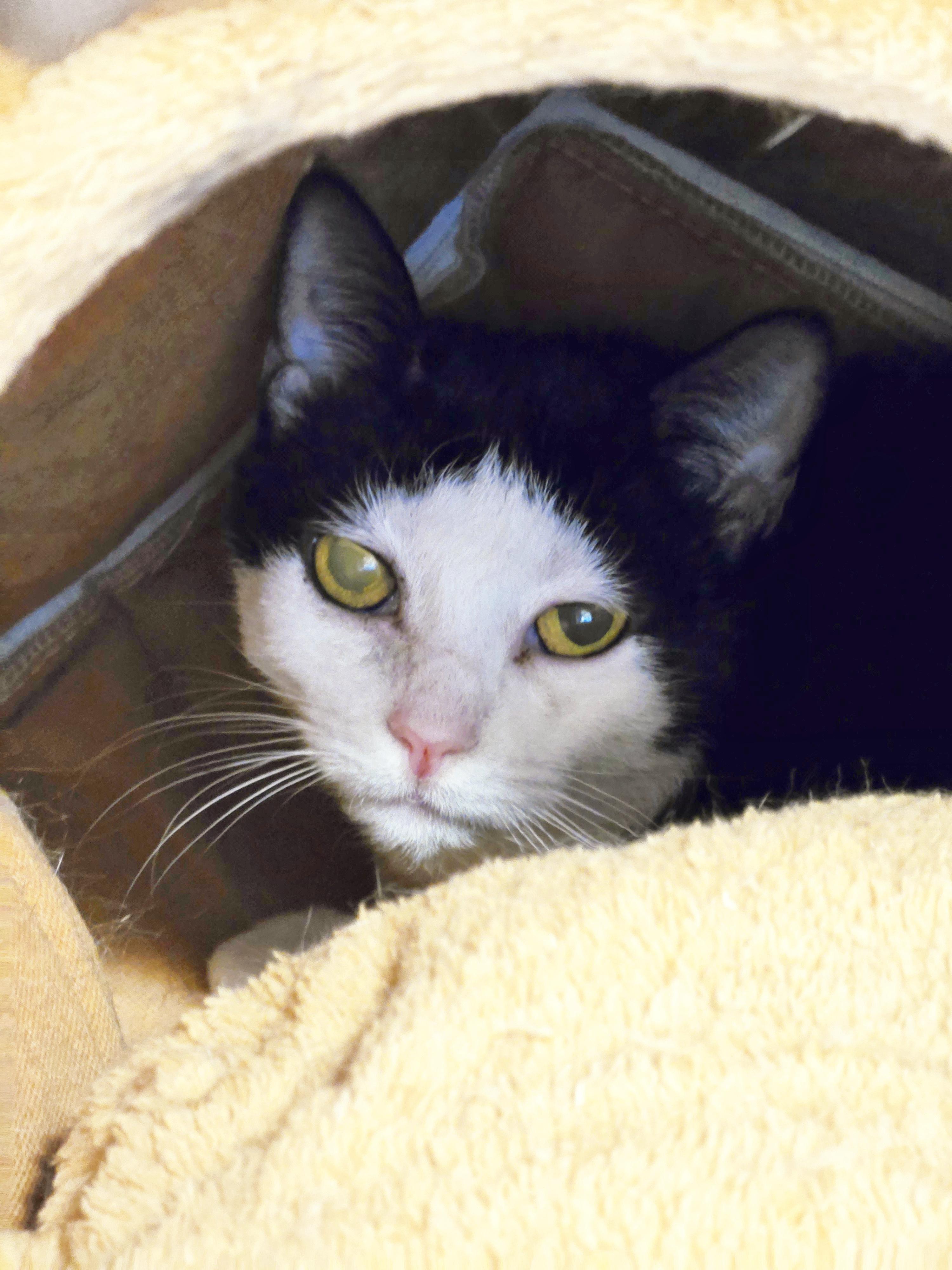 5-209 Gypsy — thumbnail 3