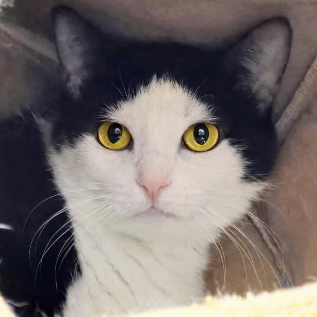 5-209 Gypsy — thumbnail 4