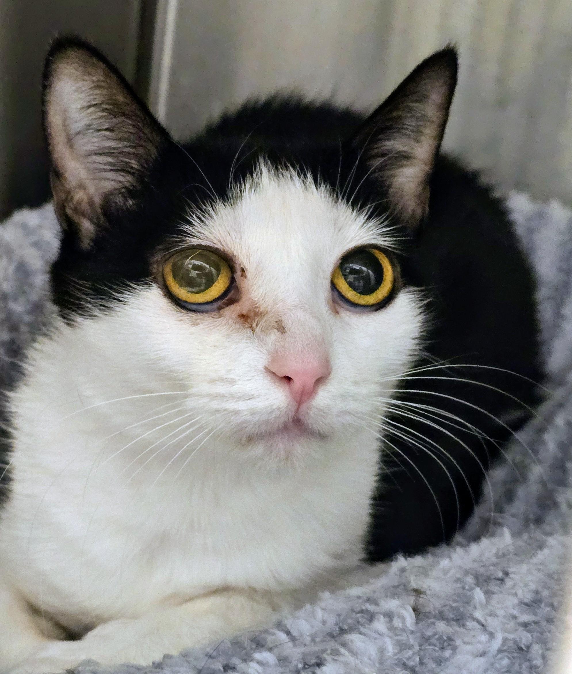 5-209 Gypsy — thumbnail 6