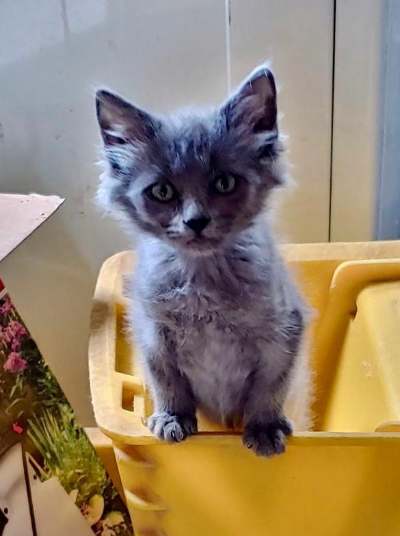 Cat for adoption Lovey, a Domestic Medium Hair in Pasco, WA Petfinder