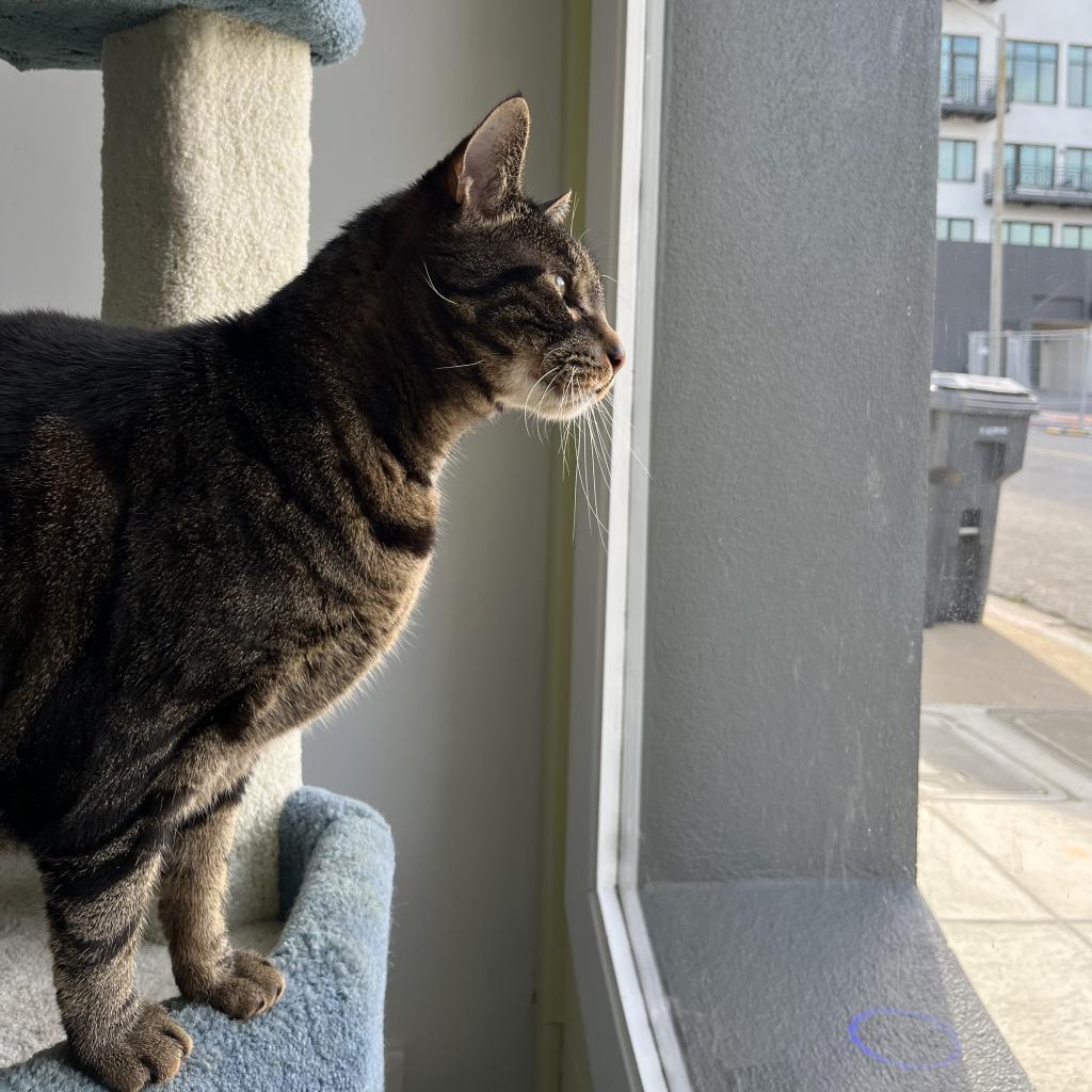 Enlarge Ziggy, a Adoptable Domestic Short Hair in Pacific Grove, CA image 1/6