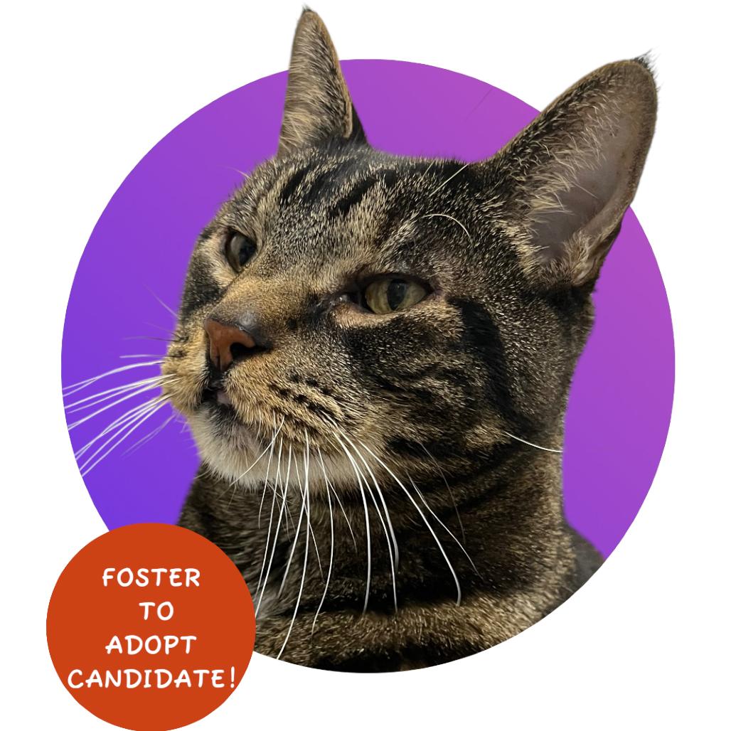 Enlarge Ziggy, a Adoptable Domestic Short Hair in Pacific Grove, CA image 2/6