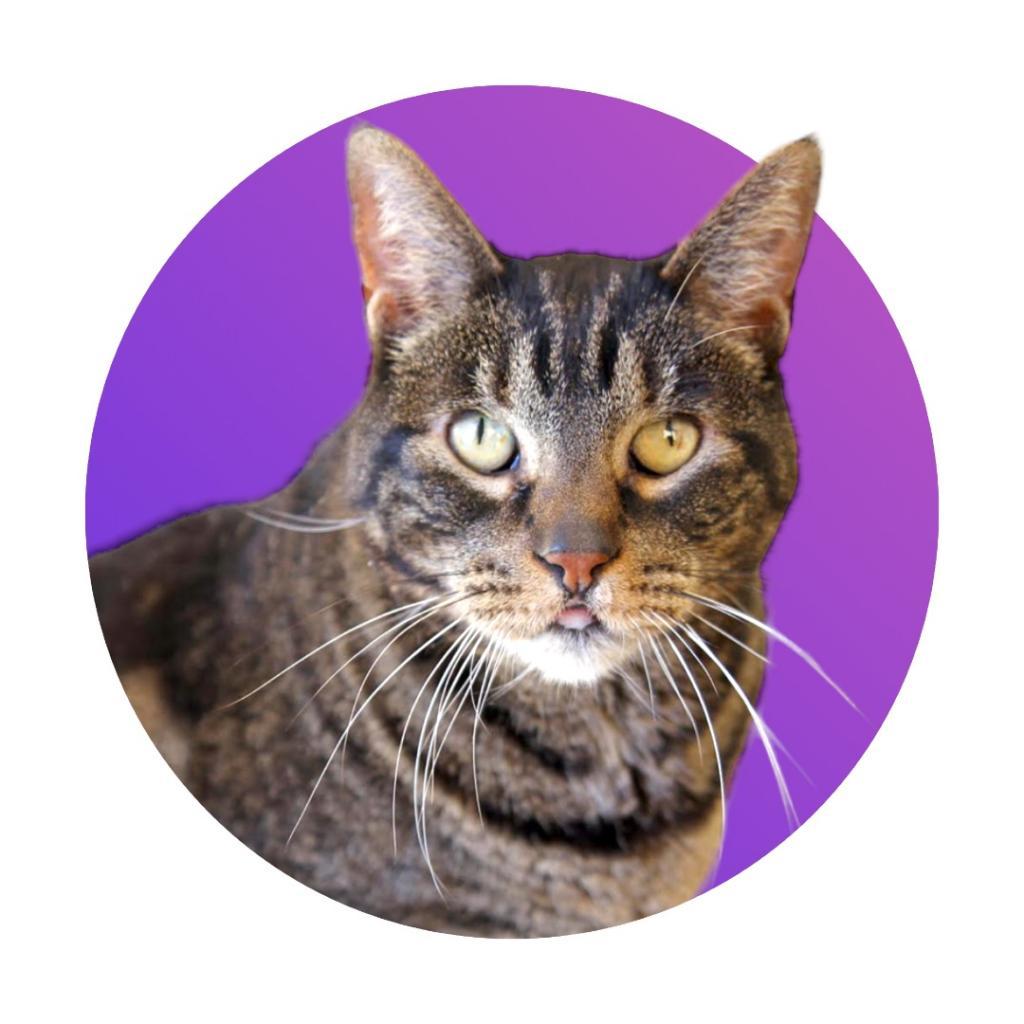 Enlarge Ziggy, a Adoptable Domestic Short Hair in Pacific Grove, CA image 2/6