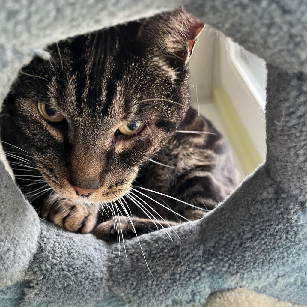 Enlarge Ziggy, a Adoptable Domestic Short Hair in Pacific Grove, CA image 3/6