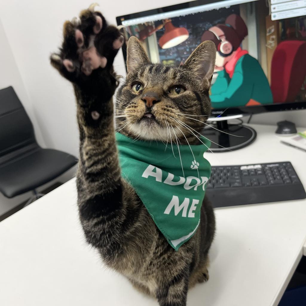 Enlarge Ziggy, a Adoptable Domestic Short Hair in Pacific Grove, CA image 4/6