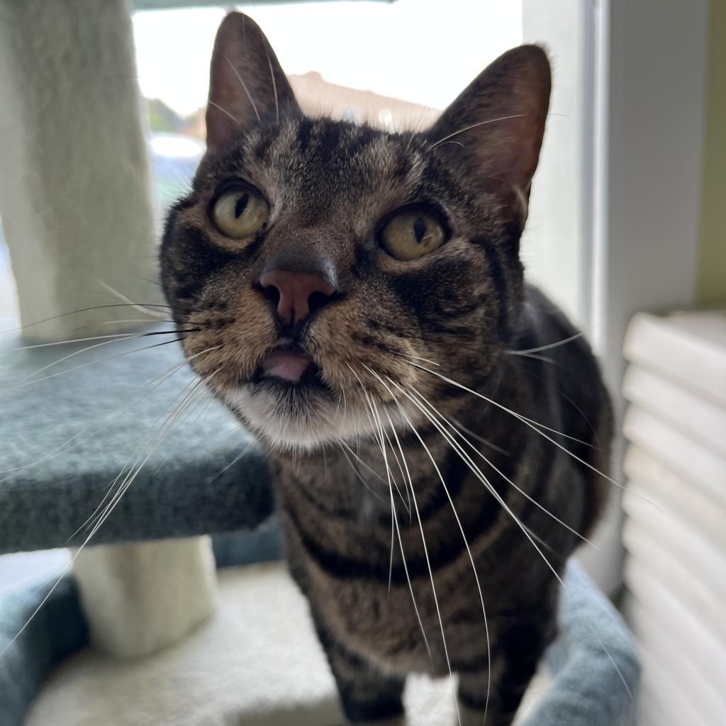 Enlarge Ziggy, a Adoptable Domestic Short Hair in Pacific Grove, CA image 5/6