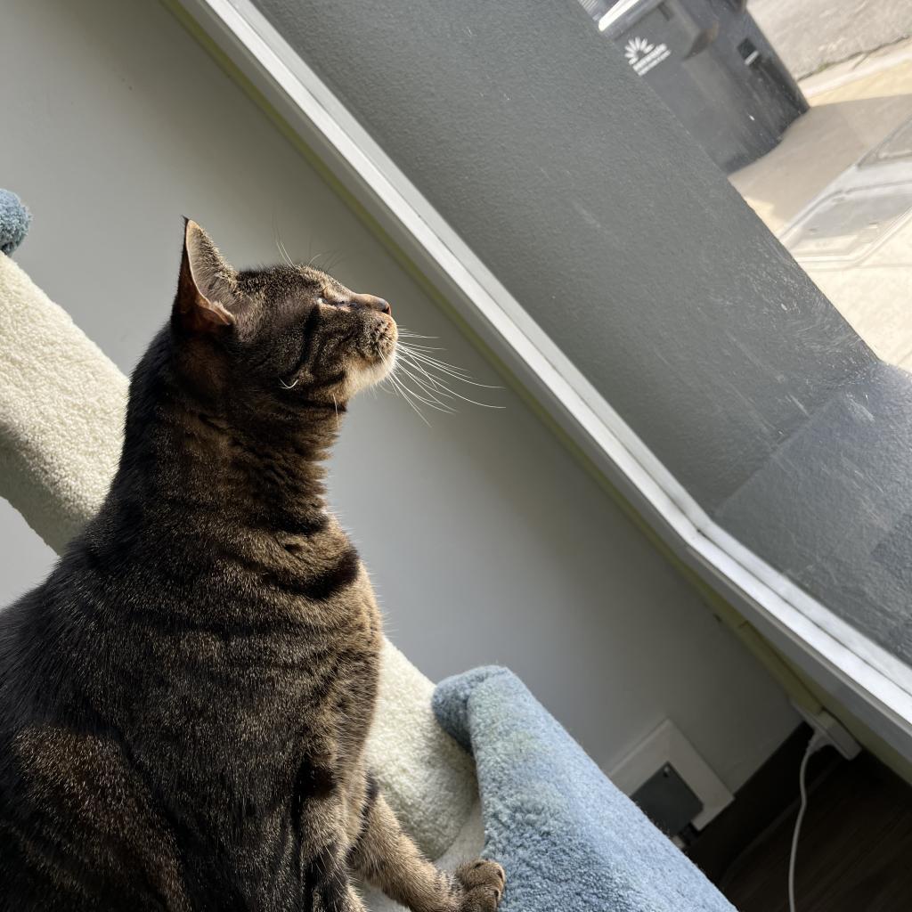 Enlarge Ziggy, a Adoptable Domestic Short Hair in Pacific Grove, CA image 6/6