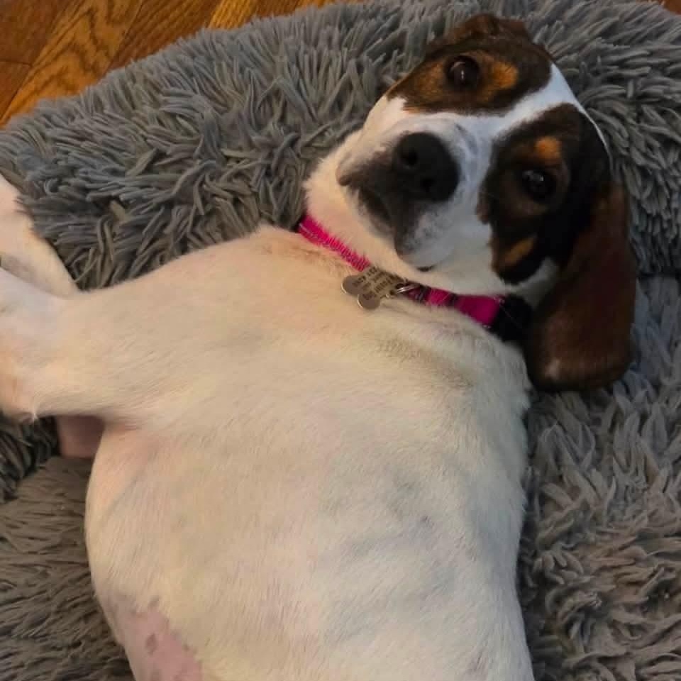Enlarge Charlie, a Adoptable mixed breed in Mount Bethel, PA image 6/6