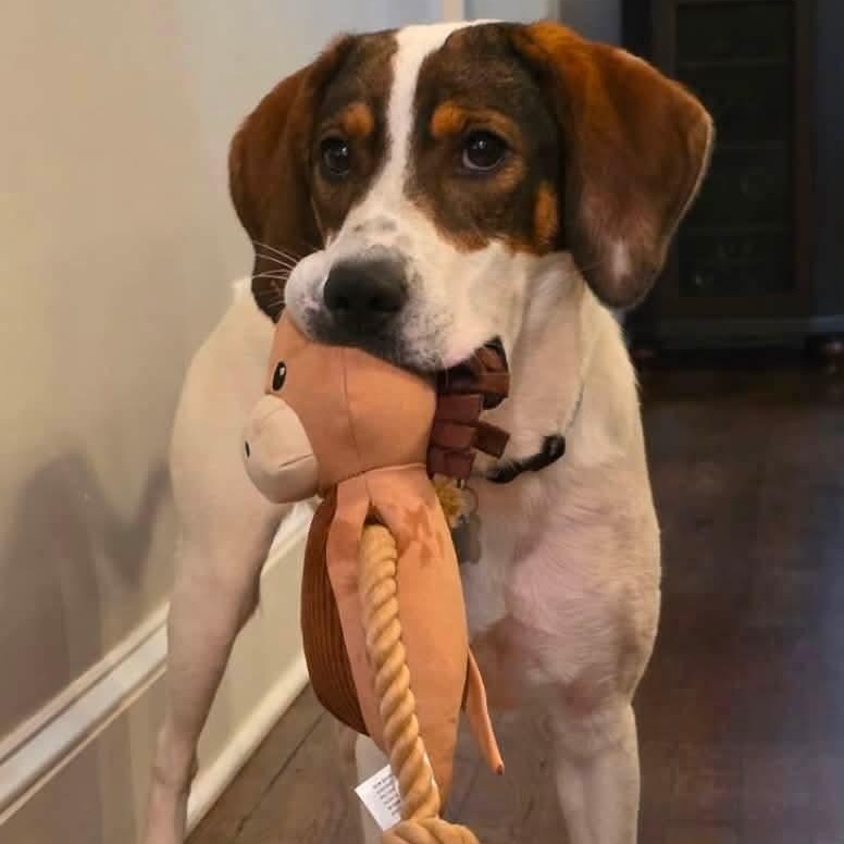 Enlarge Charlie, a Adoptable mixed breed in Mount Bethel, PA image 5/6