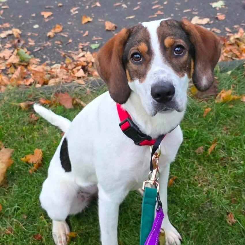 Enlarge Charlie, a Adoptable mixed breed in Mount Bethel, PA image 2/6