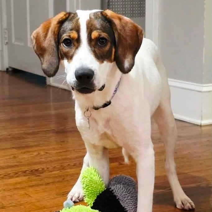 Enlarge Charlie, a Adoptable mixed breed in Mount Bethel, PA image 3/6