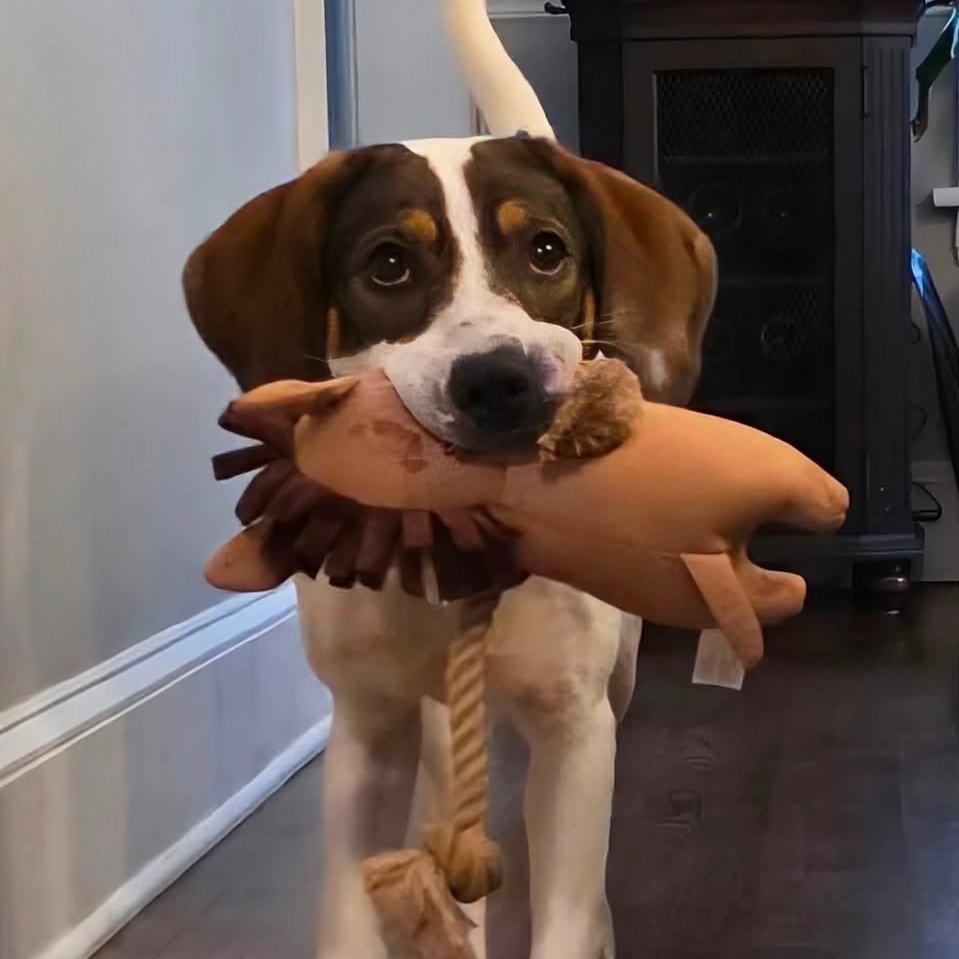 Charlie, Adoptable, Young Female Beagle & Treeing Walker Coonhound.
