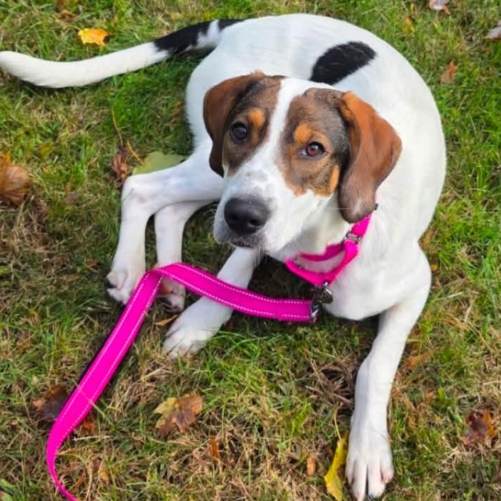 Enlarge Charlie, a Adoptable mixed breed in Mount Bethel, PA image 4/6