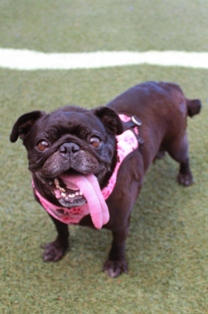 Betty Boop, Adoptable, Senior Female Pug.