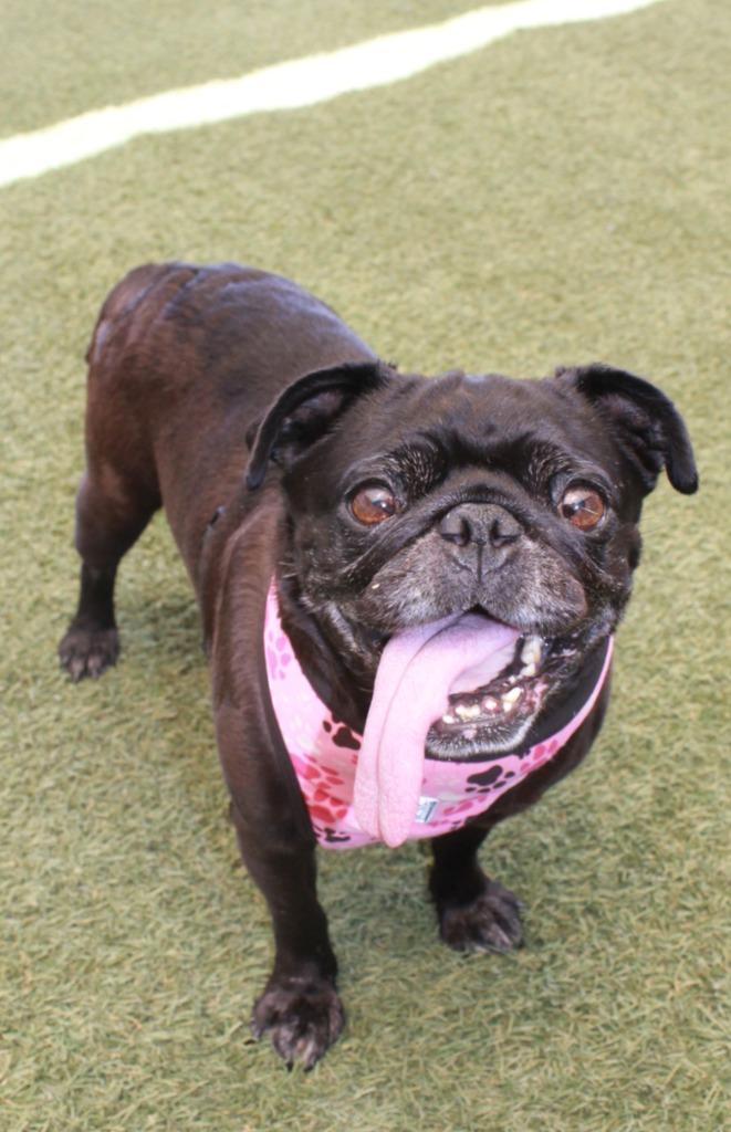 Enlarge Betty Boop, a Adoptable Pug in Gardena, CA image 2/6