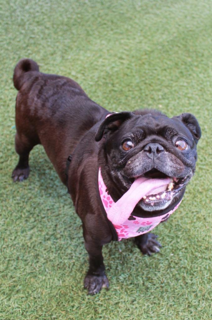 Enlarge Betty Boop, a Adoptable Pug in Gardena, CA image 3/6