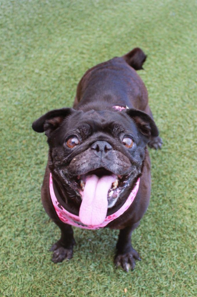 Enlarge Betty Boop, a Adoptable Pug in Gardena, CA image 4/6