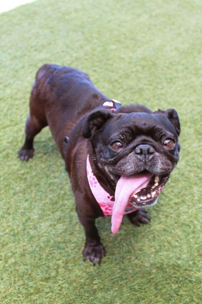 Enlarge Betty Boop, a Adoptable Pug in Gardena, CA image 5/6