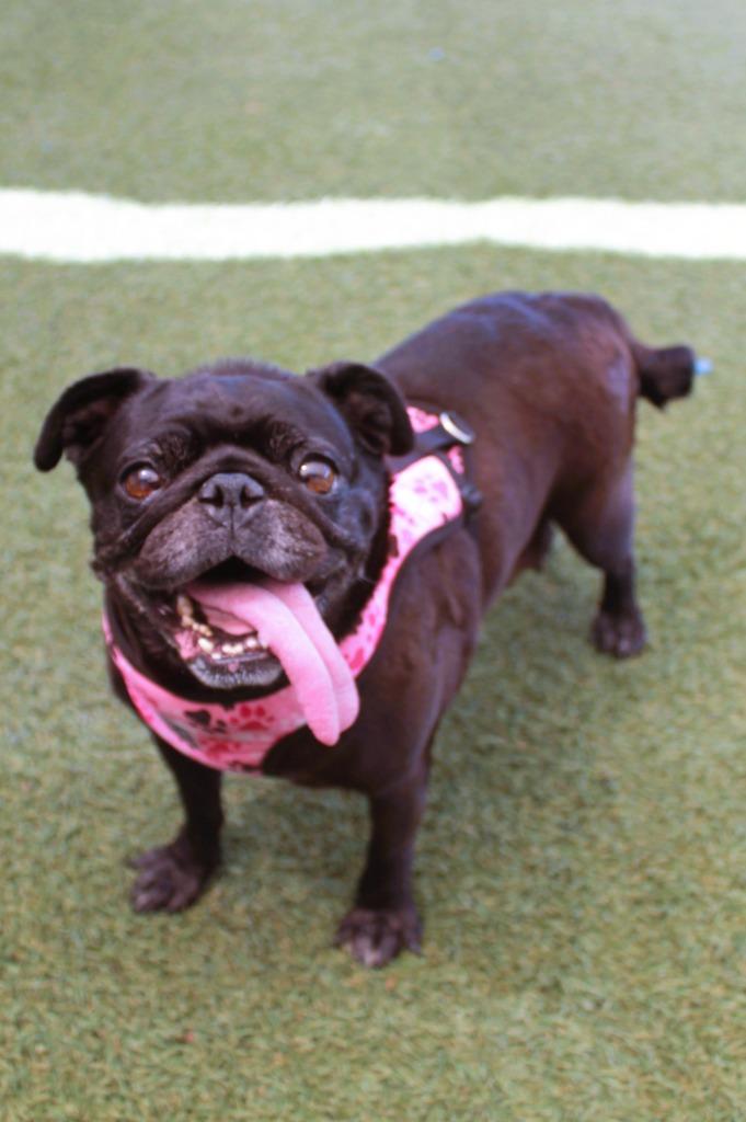 Enlarge Betty Boop, a Adoptable Pug in Gardena, CA image 6/6