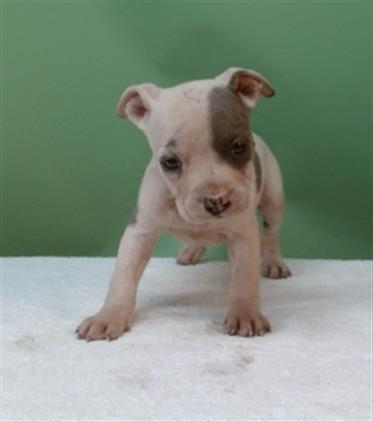 NOOPY, Adoptable, Puppy Male Pit Bull Terrier.