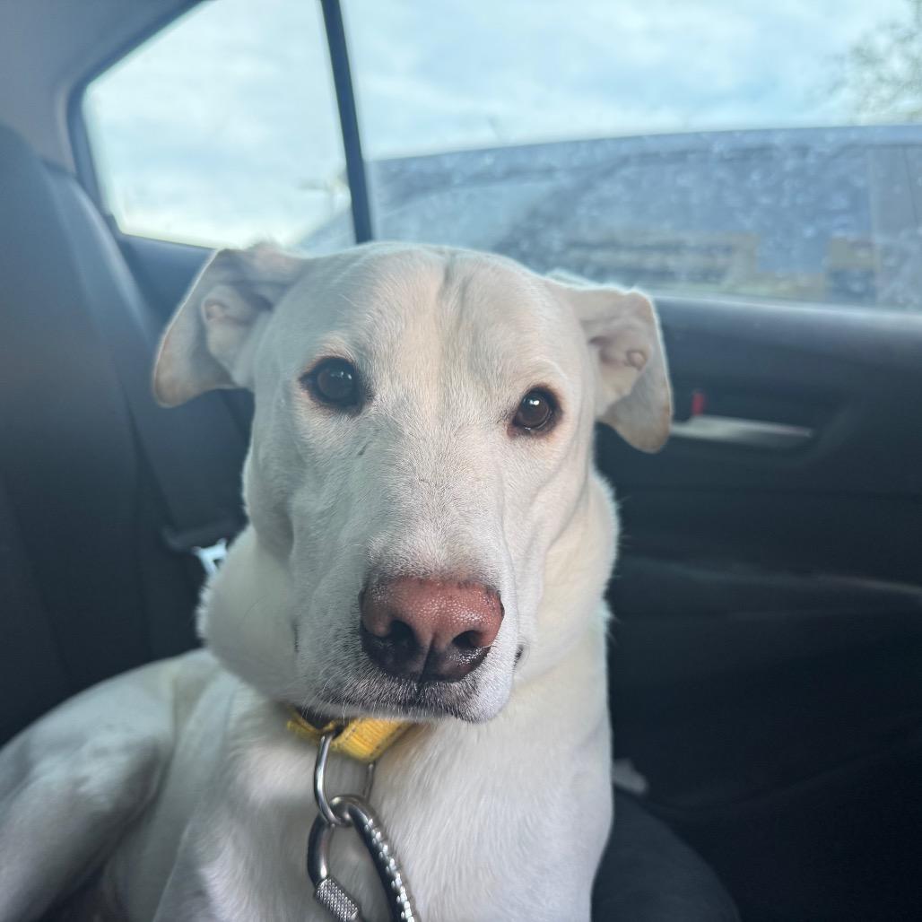 Polaris, Adoptable, Adult Male Labrador Retriever.