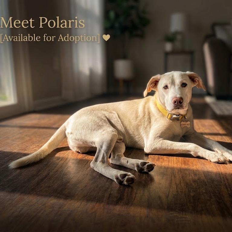 Polaris, Adoptable, Adult Male Labrador Retriever.