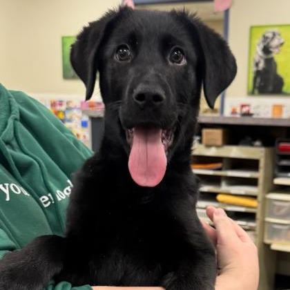 Tony, ADOPTABLE, Young Male Black Labrador Retriever.