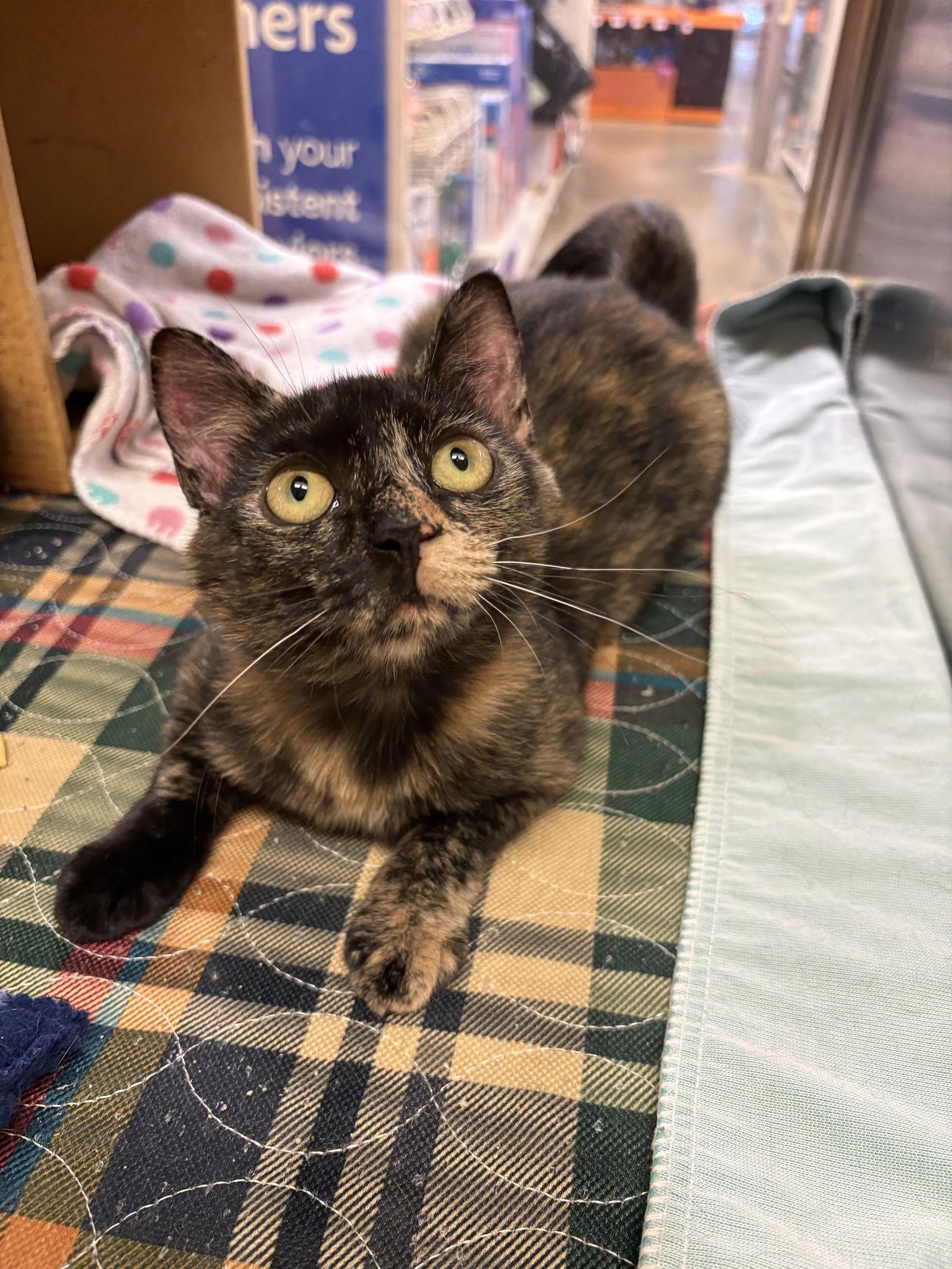 Marin, a Adoptable Domestic Short Hair in Cary, NC image 1/3