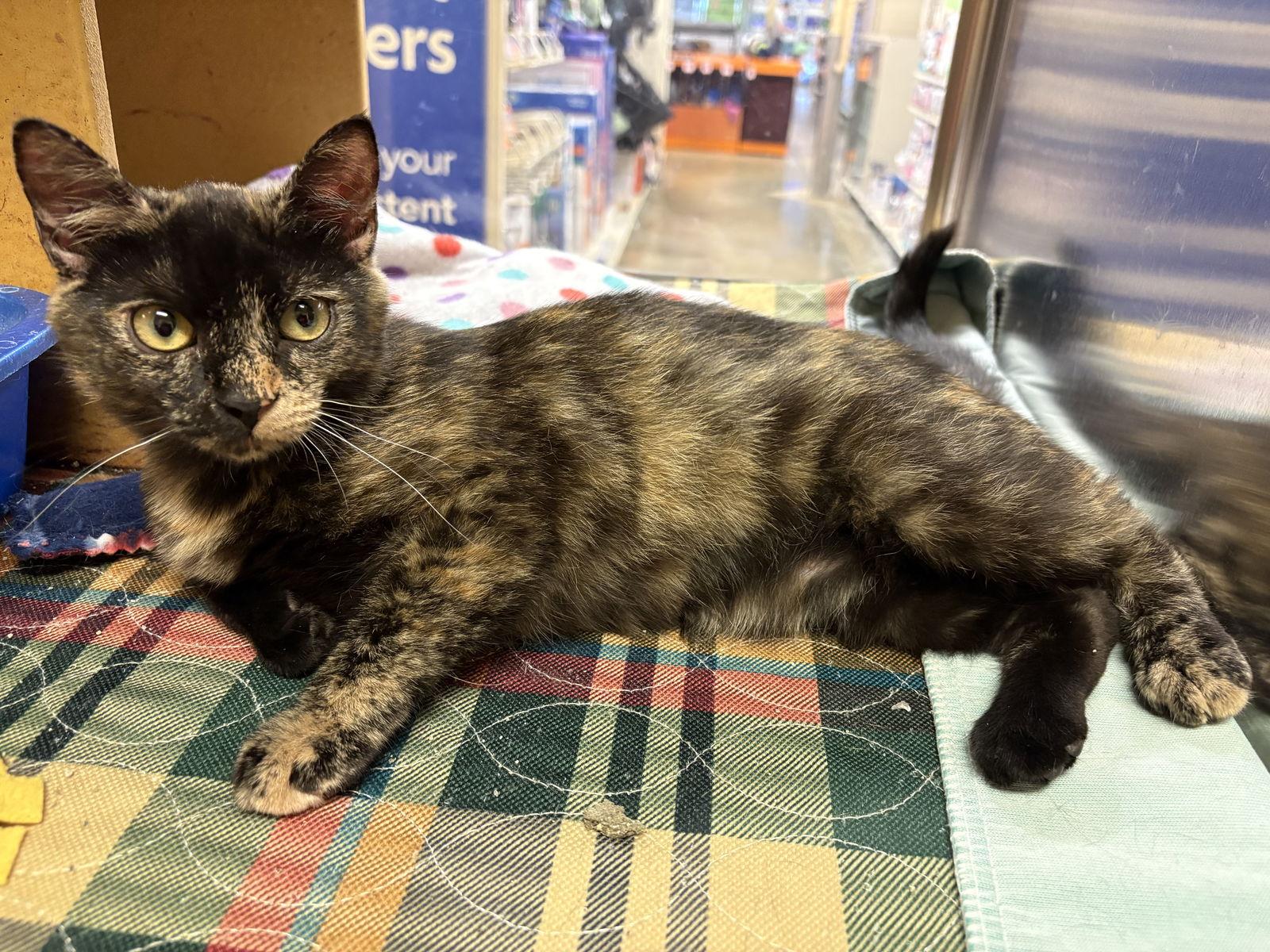 Marin, a Adoptable Domestic Short Hair in Cary, NC image 2/3