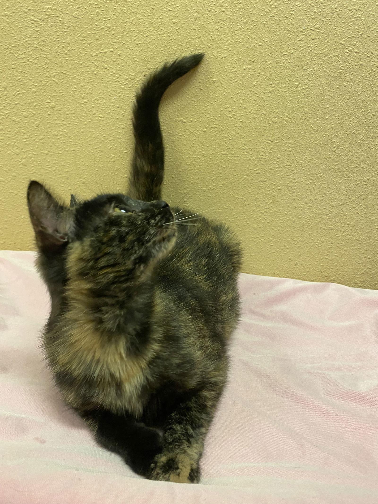 Marin, a Adoptable Domestic Short Hair in Cary, NC image 3/3