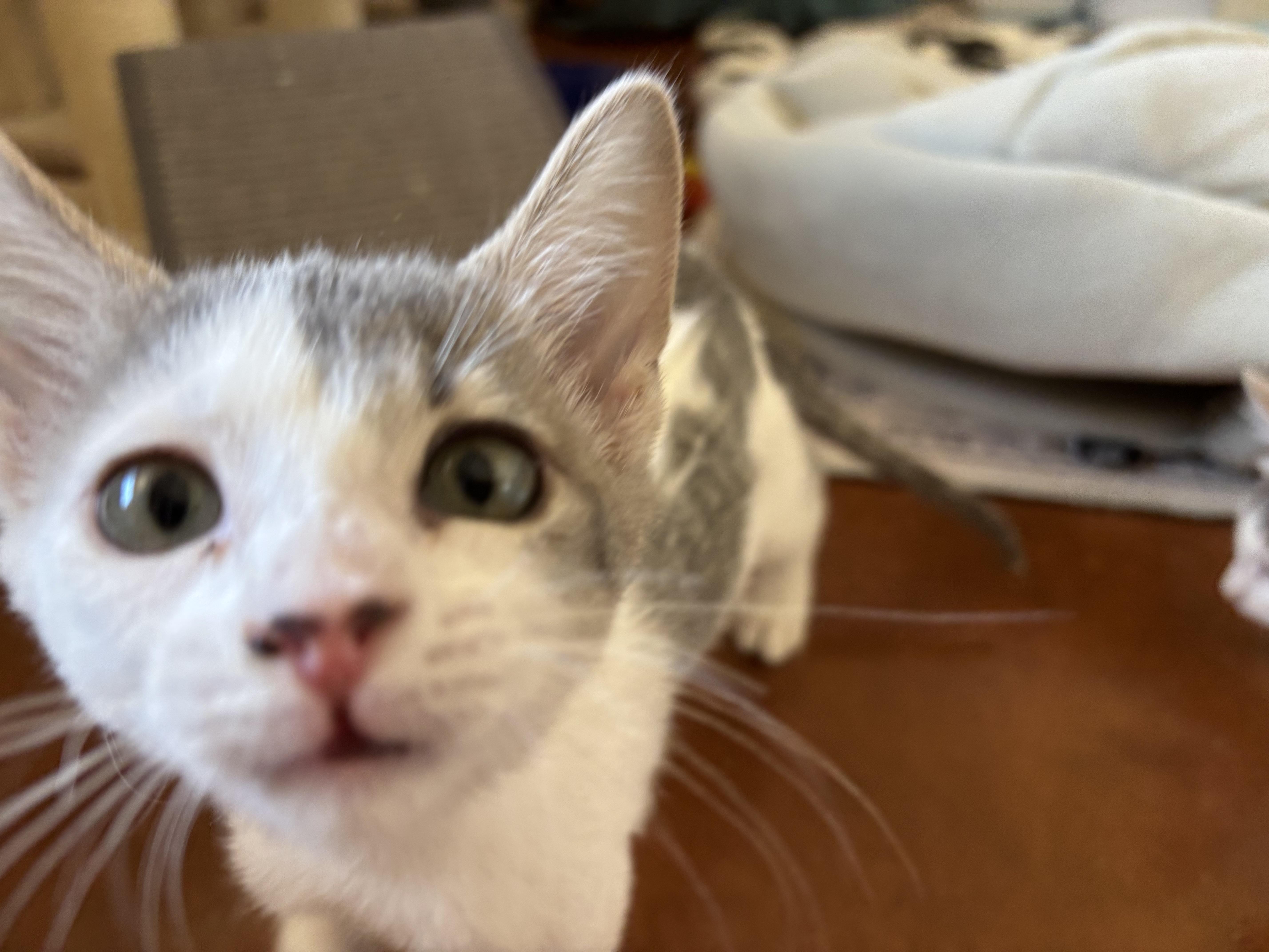 Nano, a ADOPTABLE Domestic Short Hair in Sierra Vista, AZ image 1/2
