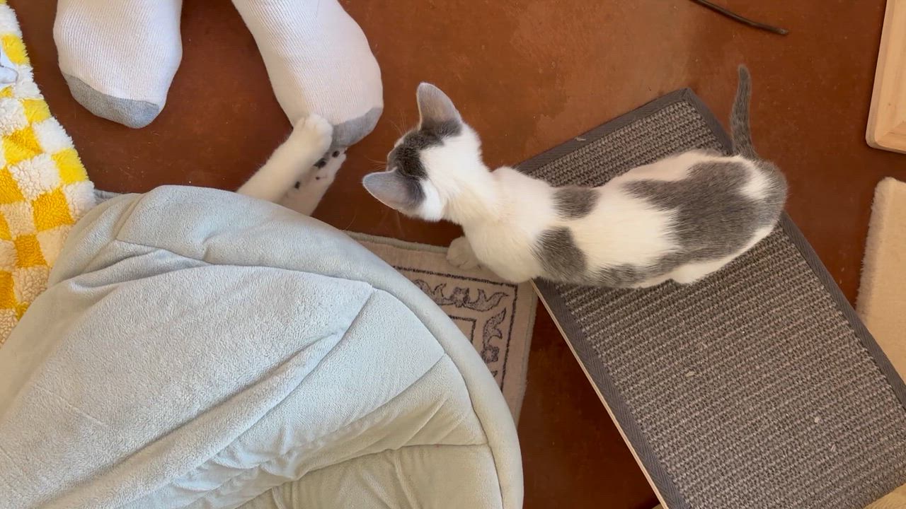 Enlarge Nano, a ADOPTABLE Domestic Short Hair in Sierra Vista, AZ video 2/2