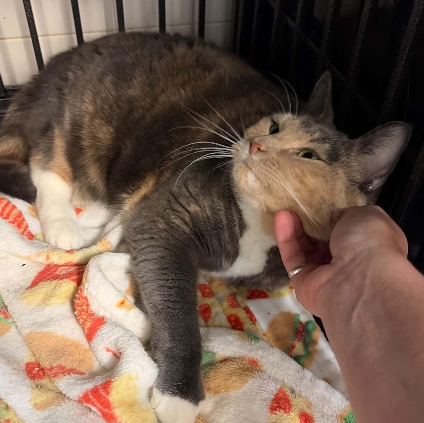 Enlarge Nomi (LARGE lap cat), a Adoptable Dilute Calico in Huntington, NY image 3/3