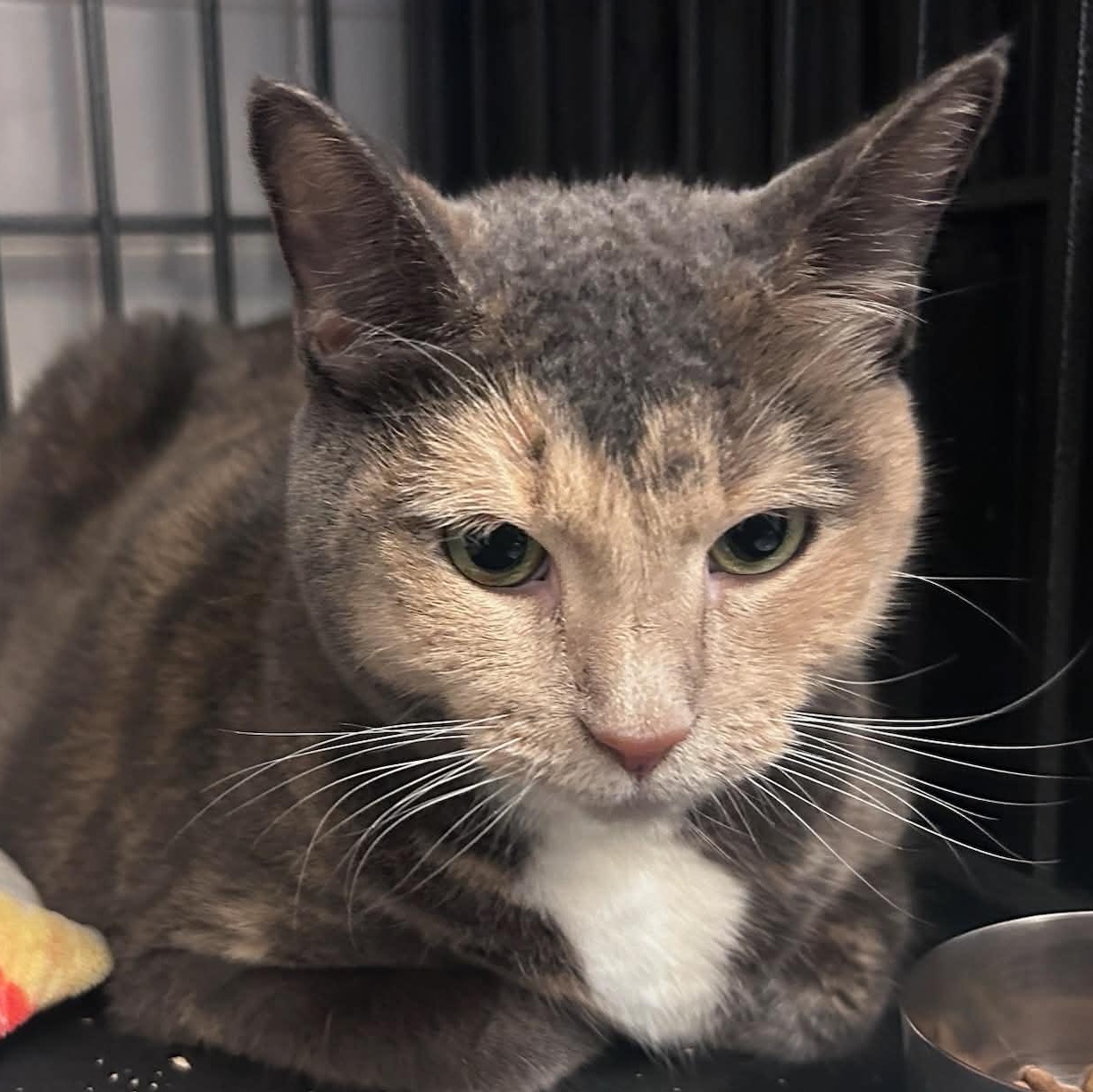Enlarge Nomi (LARGE lap cat), a Adoptable Dilute Calico in Huntington, NY image 2/3