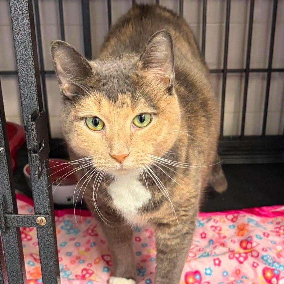 Nomi (LARGE lap cat), Adoptable, Adult Female Dilute Calico.