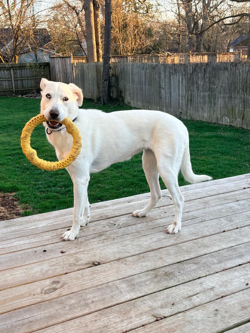 Enlarge Noelle, a Adoptable mixed breed in Climax, MI image 5/6